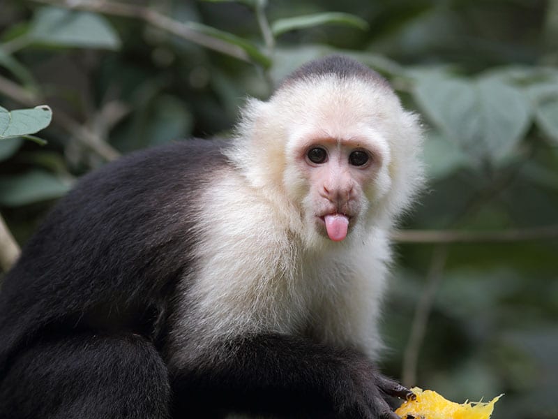 A capuchin monkey sticks its tongue out, appearing to mock the superior cognitive flexibility of monkeys as compared to humans.